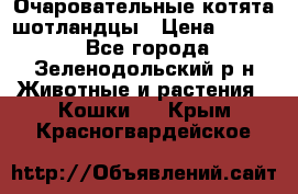 Очаровательные котята шотландцы › Цена ­ 2 000 - Все города, Зеленодольский р-н Животные и растения » Кошки   . Крым,Красногвардейское